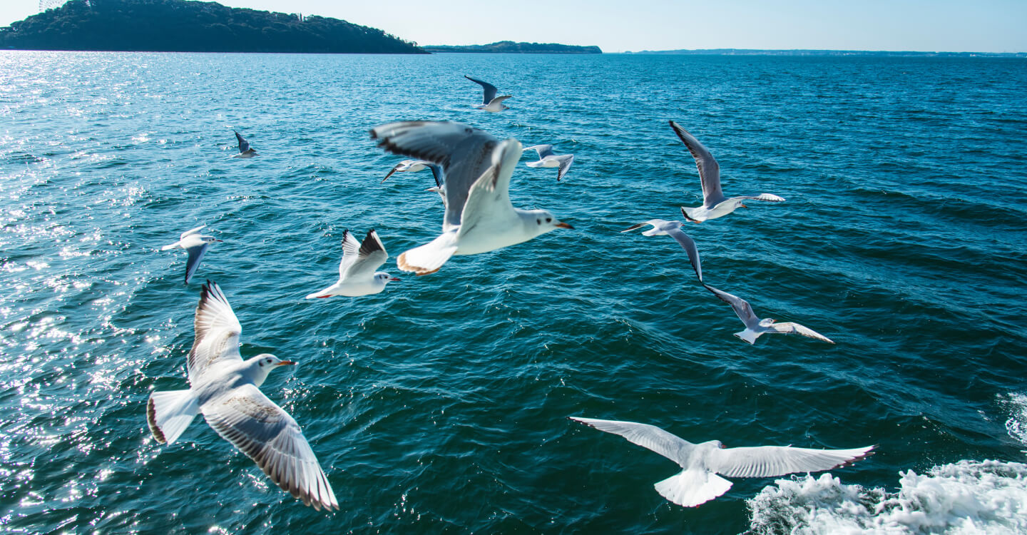 写真：かもめの群れが海の上を飛んでいる様子