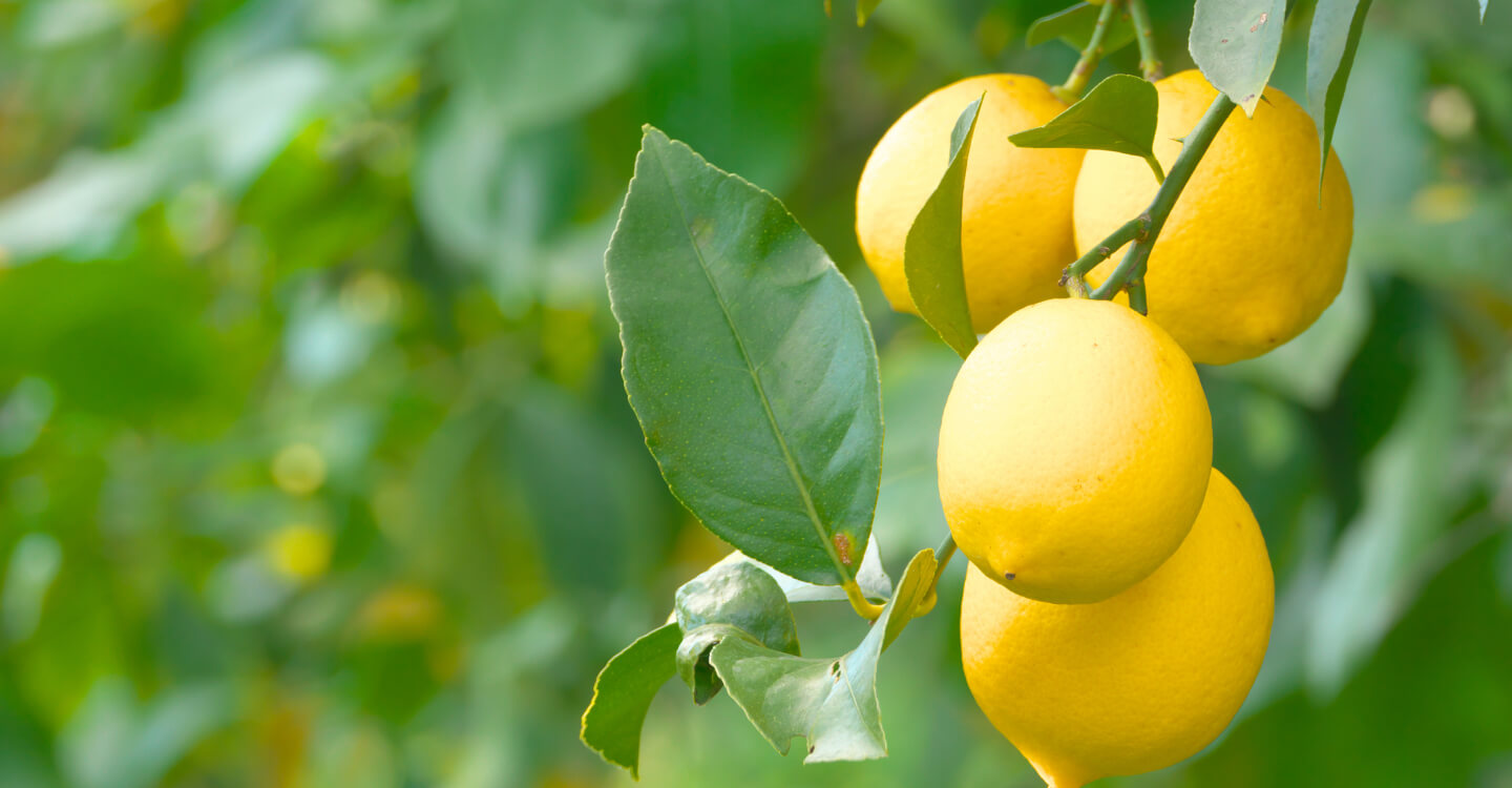 Photo: lemon grows on a tree.